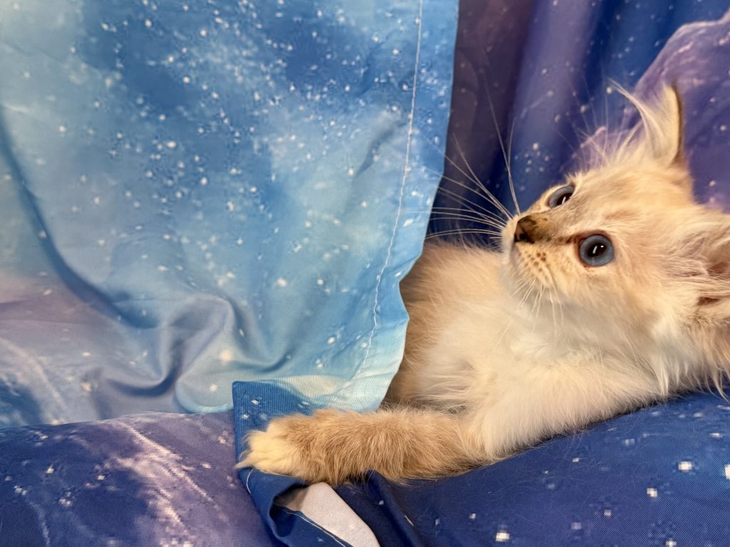 Ragdollkittens.co.uk