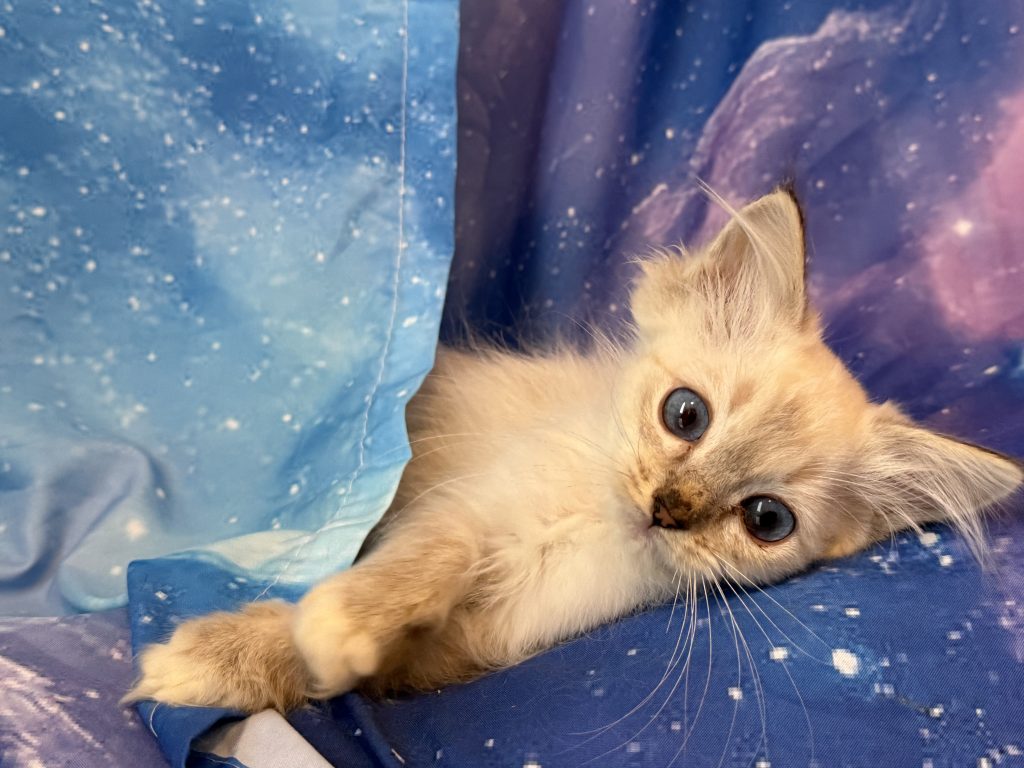 Ragdollkittens.co.uk
