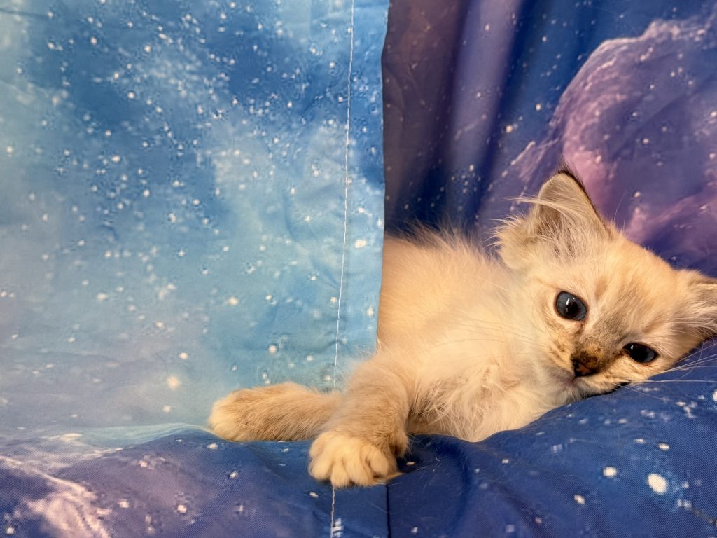 Ragdollkittens.co.uk