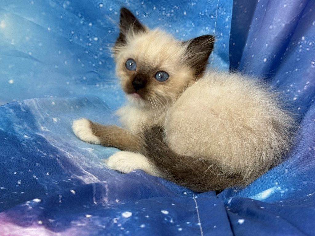 Ragdollkittens.co.uk
