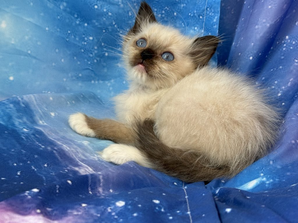 Ragdollkittens.co.uk