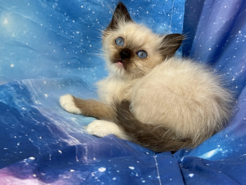 Ragdollkittens.co.uk