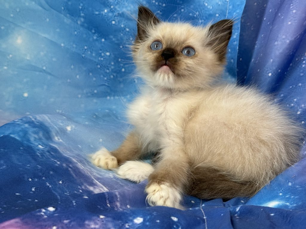 Ragdollkittens.co.uk
