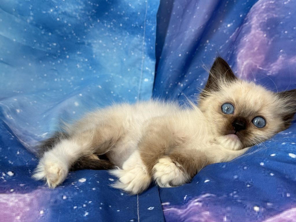 Ragdollkittens.co.uk