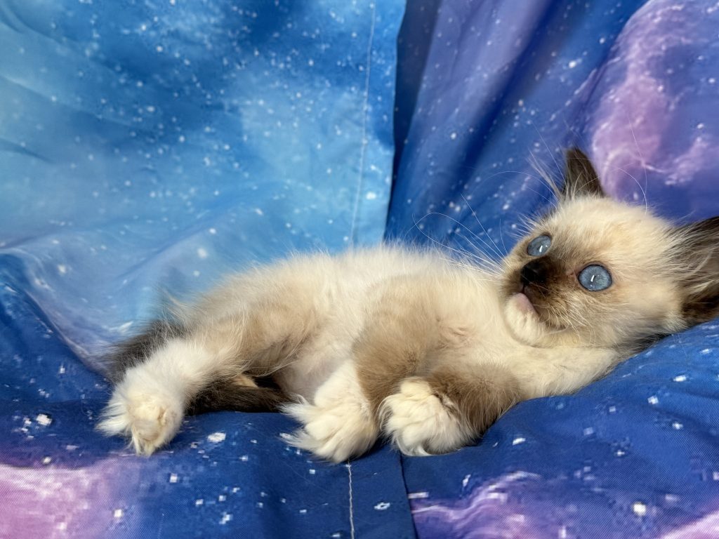 Ragdollkittens.co.uk