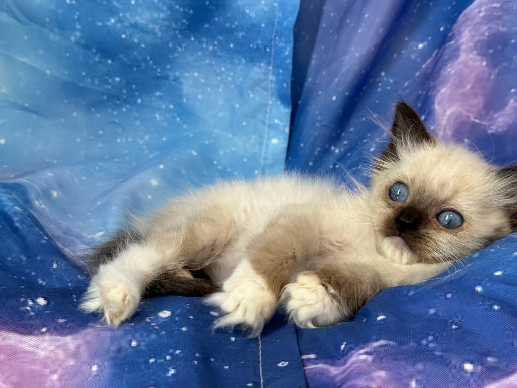 Ragdollkittens.co.uk