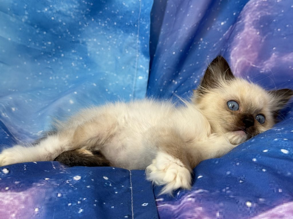 Ragdollkittens.co.uk
