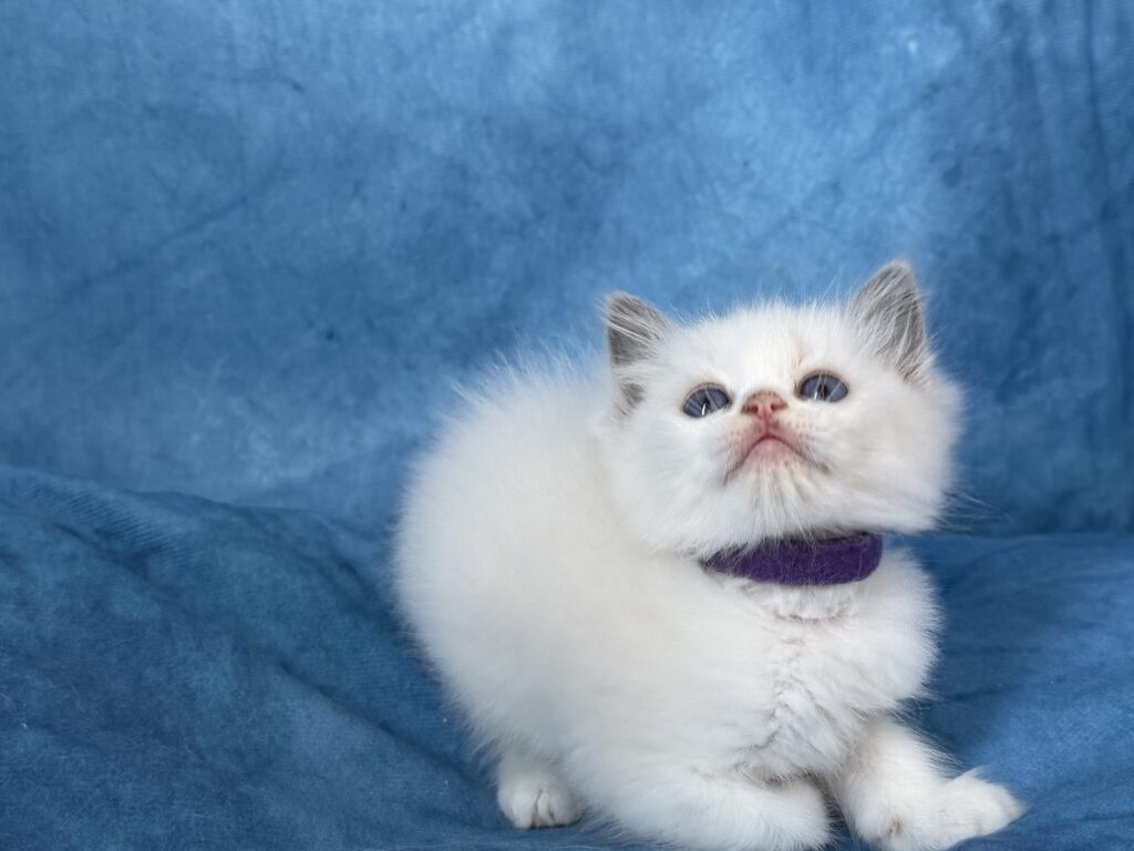 Ragdollkittens.co.uk