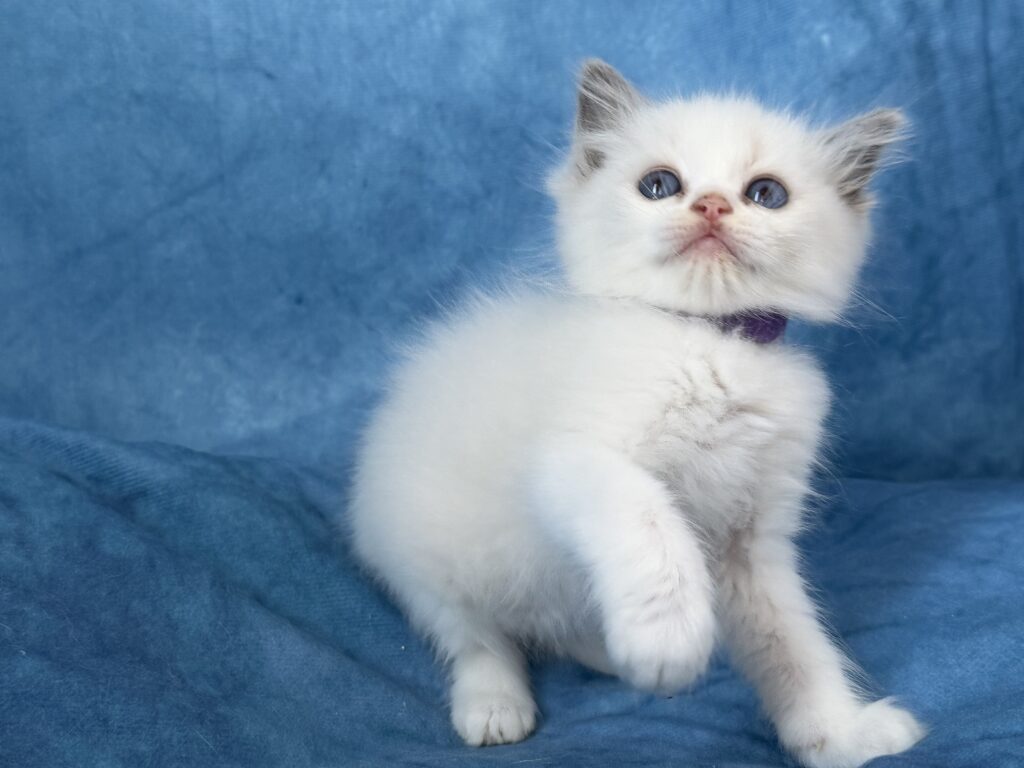 Ragdollkittens.co.uk