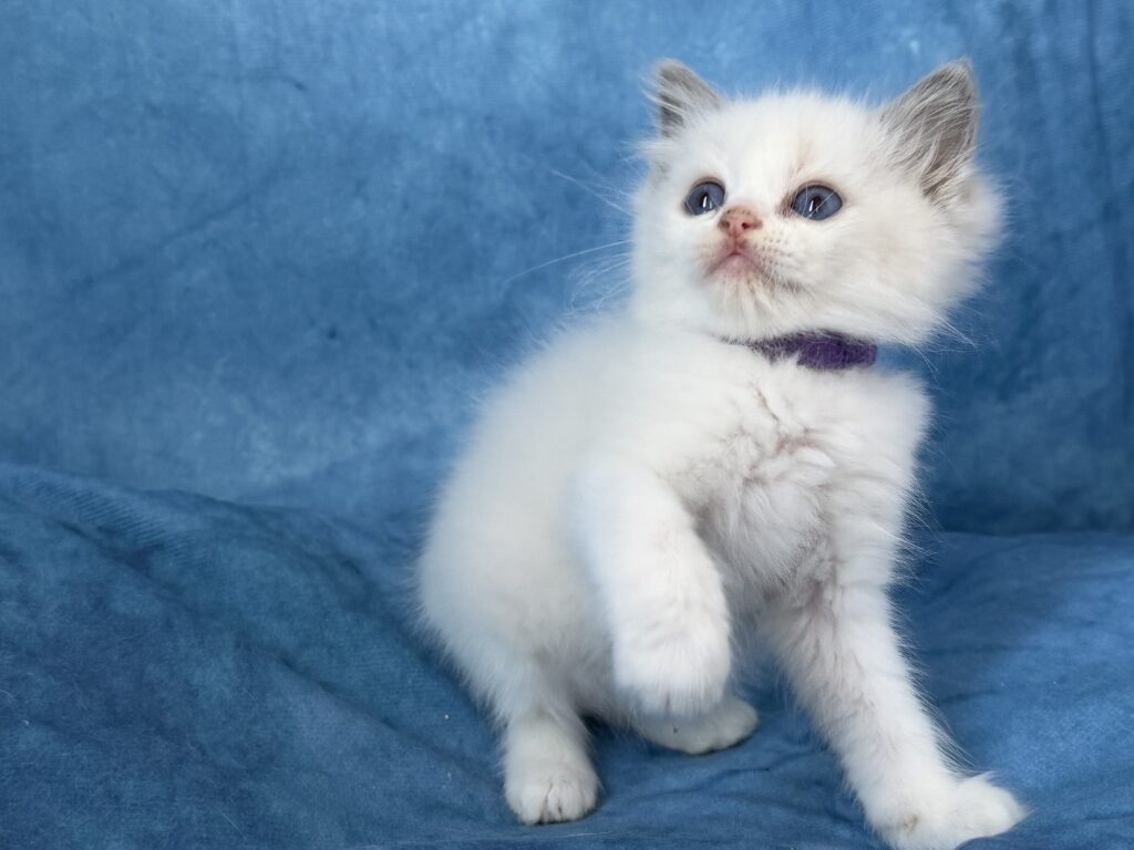Ragdollkittens.co.uk