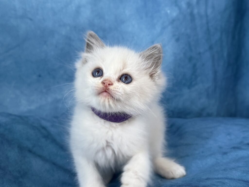 Ragdollkittens.co.uk