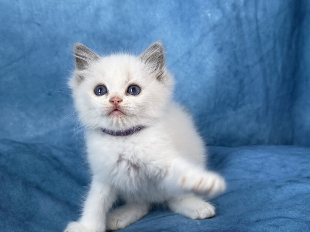 Ragdollkittens.co.uk