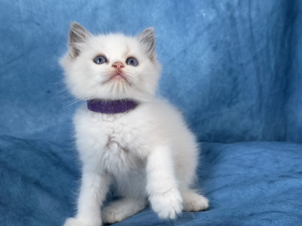 Ragdollkittens.co.uk