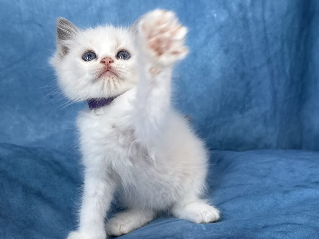 Ragdollkittens.co.uk