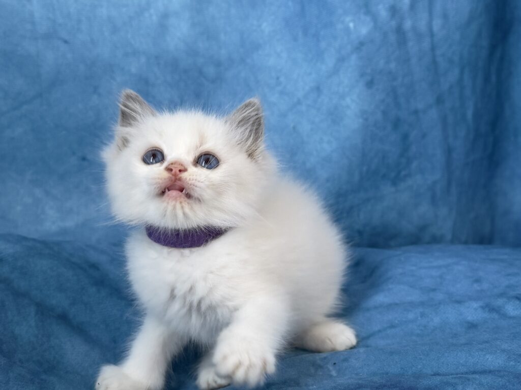 Ragdollkittens.co.uk