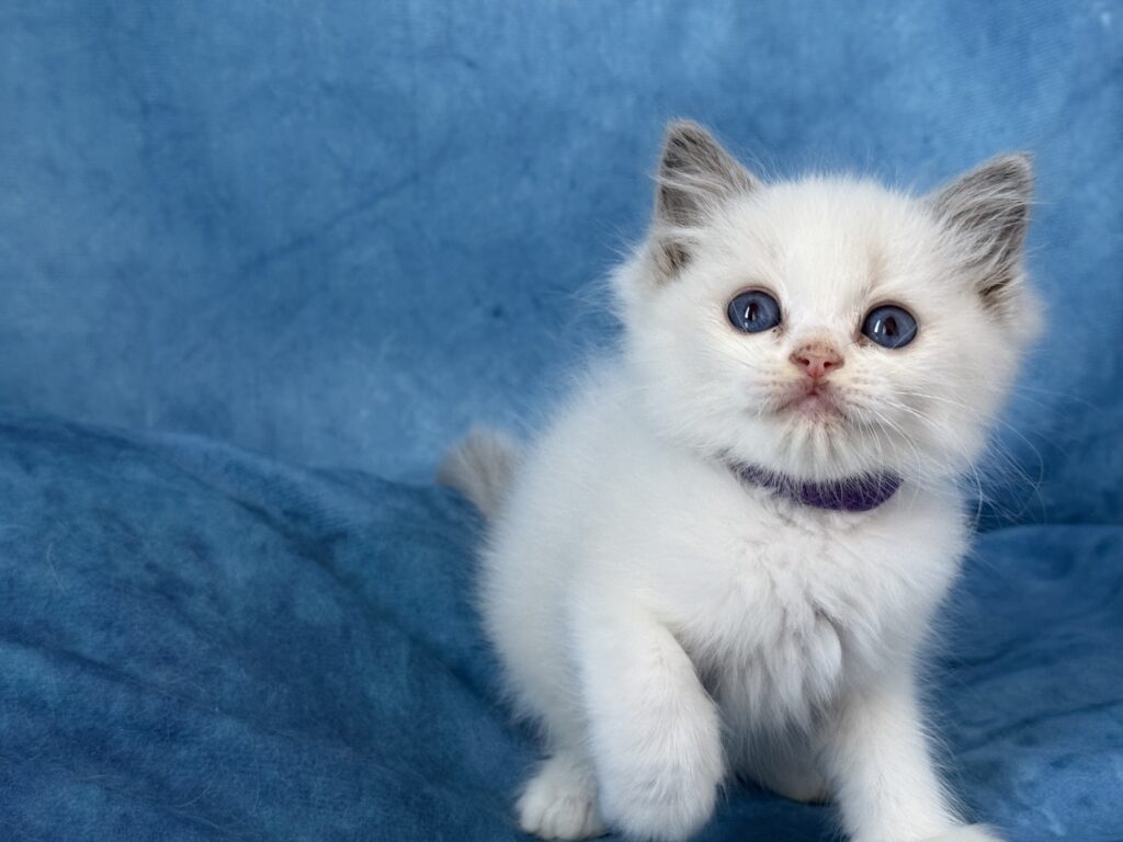 Ragdollkittens.co.uk