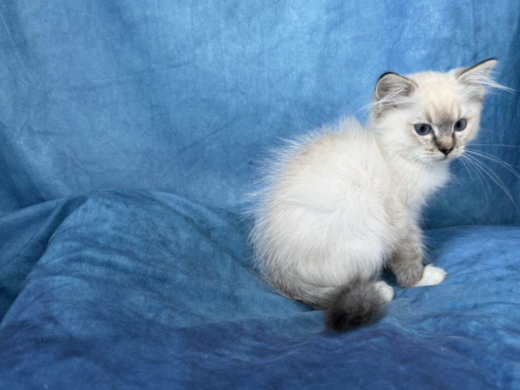 Ragdollkittens.co.uk