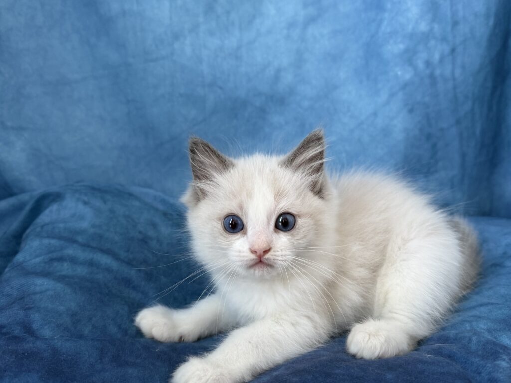 Ragdollkittens.co.uk