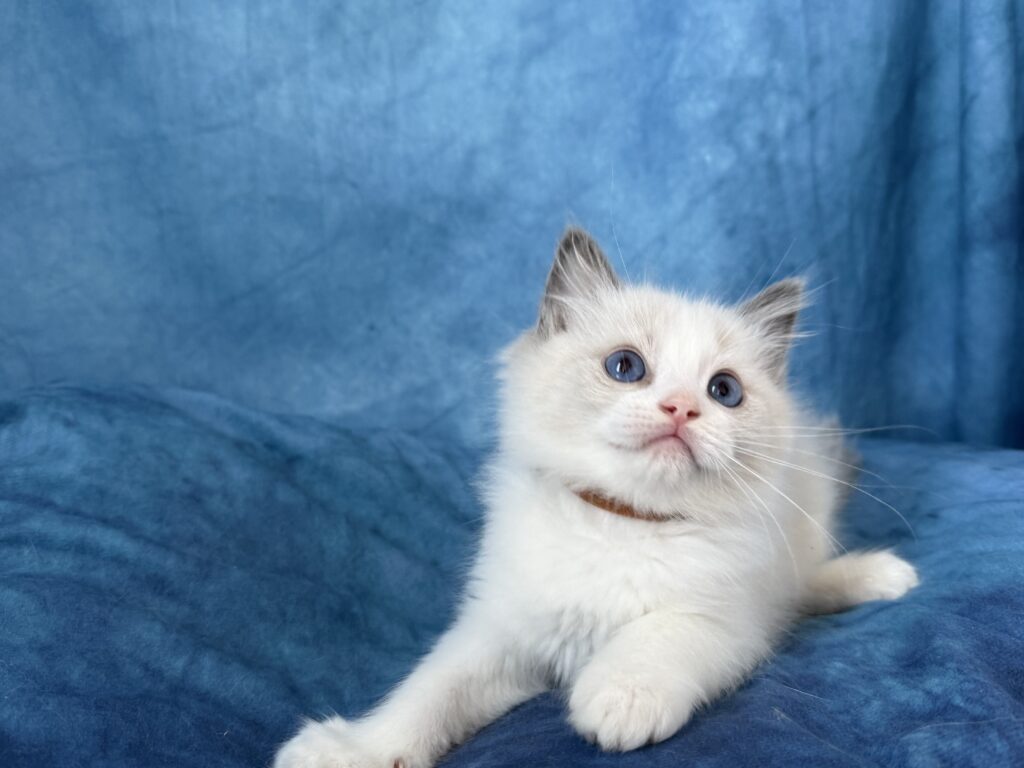 Ragdollkittens.co.uk