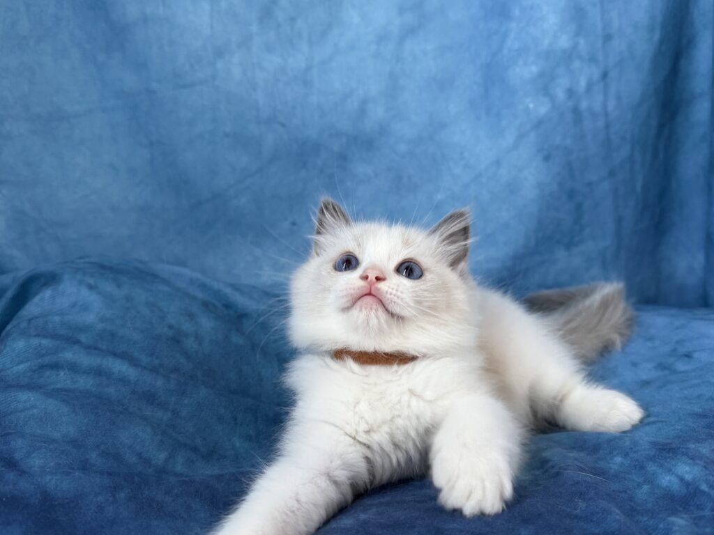 Ragdollkittens.co.uk