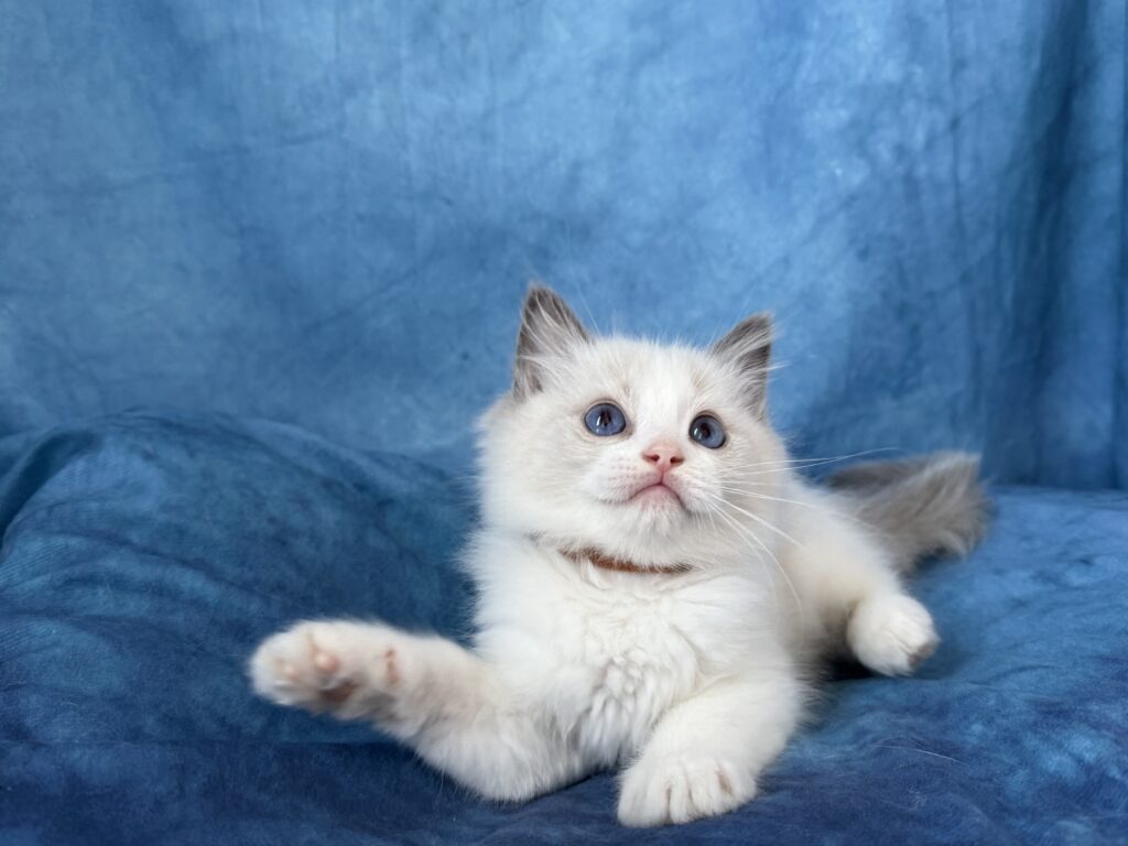 Ragdollkittens.co.uk