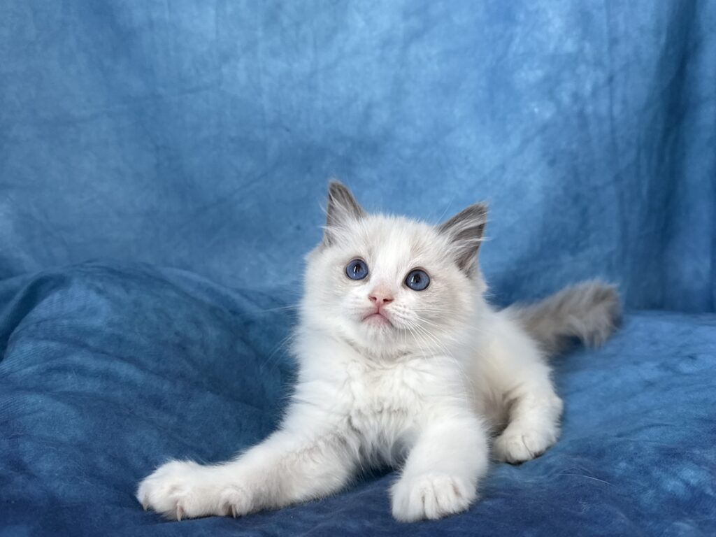 Ragdollkittens.co.uk