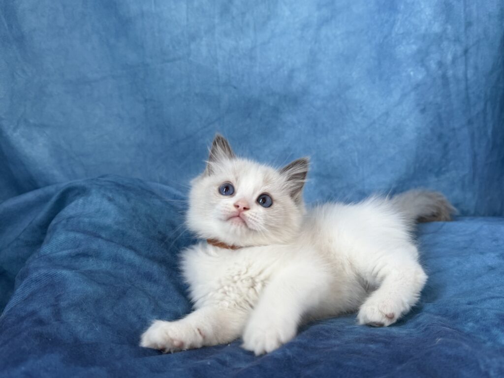 Ragdollkittens.co.uk