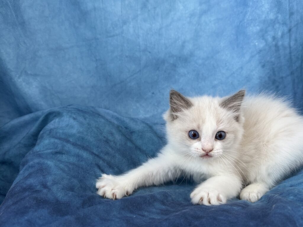 Ragdollkittens.co.uk