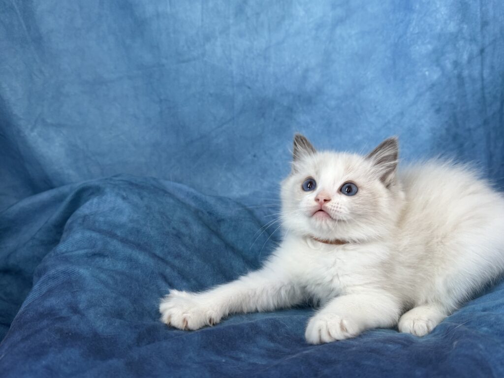 Ragdollkittens.co.uk