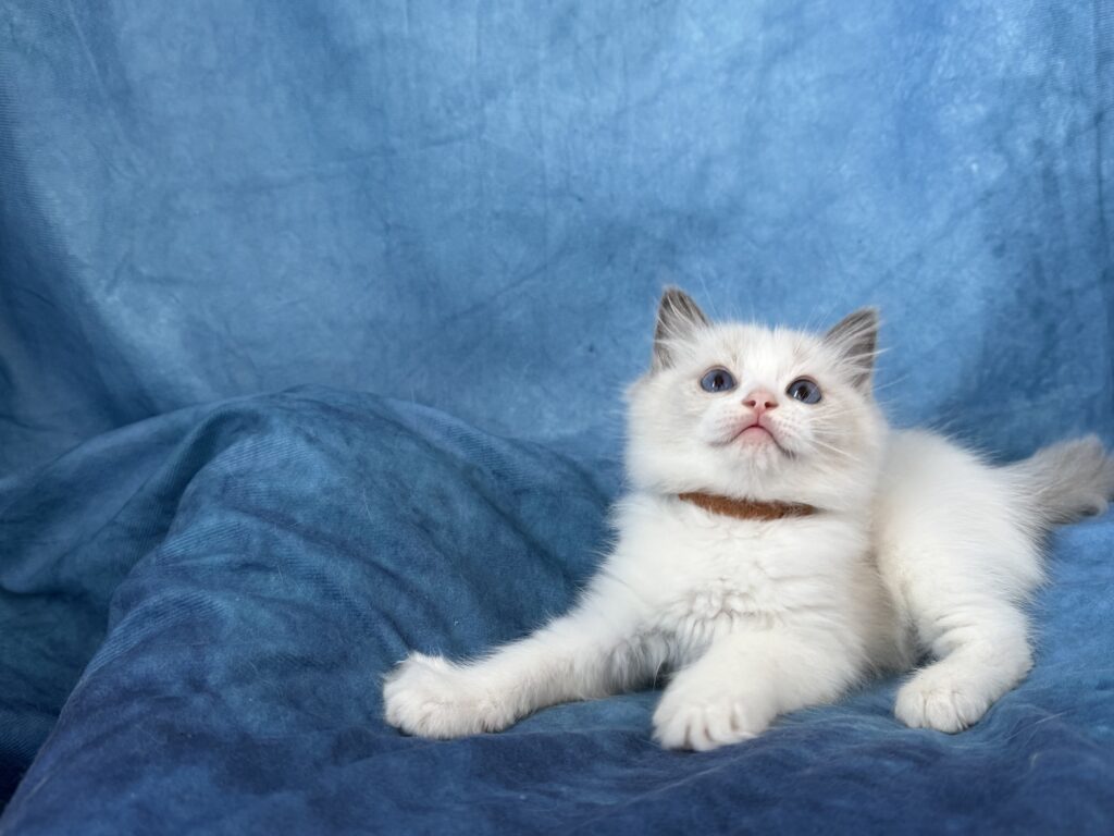 Ragdollkittens.co.uk