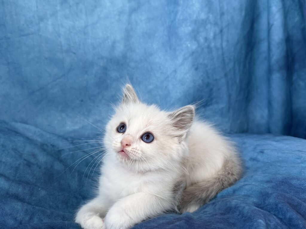 Ragdollkittens.co.uk