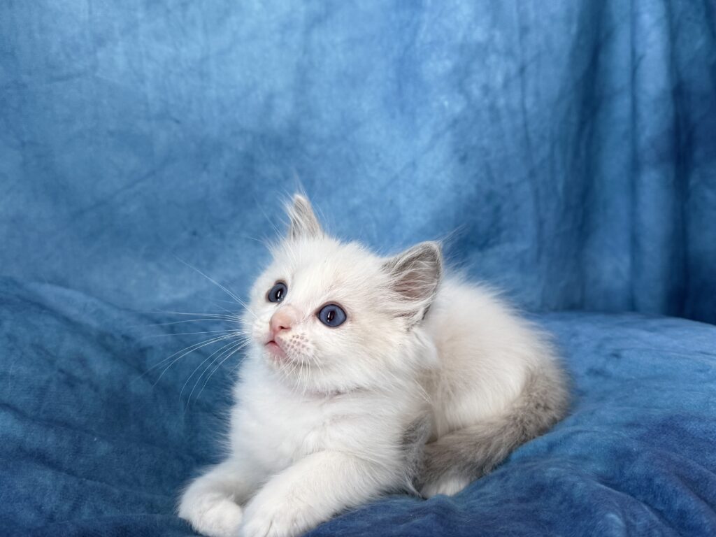 Ragdollkittens.co.uk