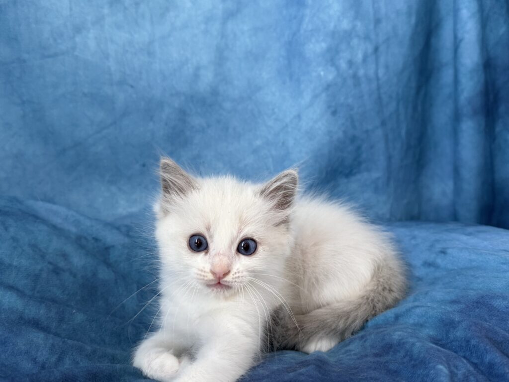 Ragdollkittens.co.uk