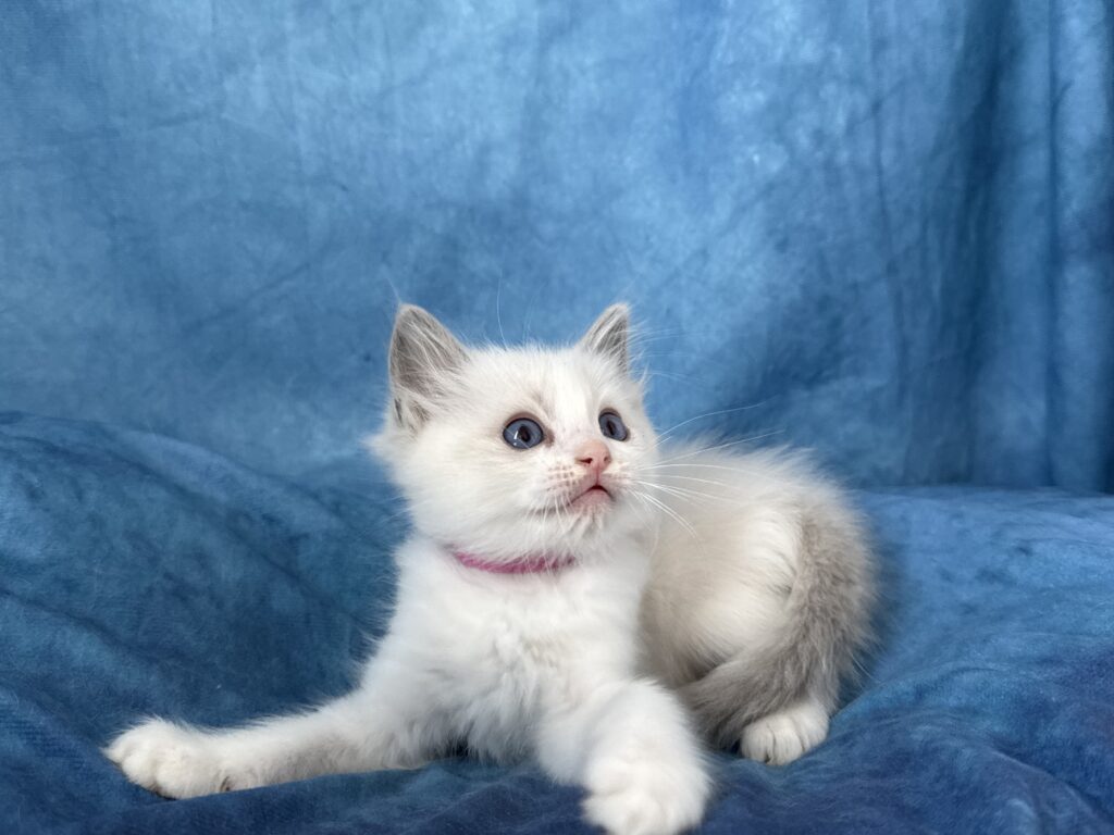Ragdollkittens.co.uk