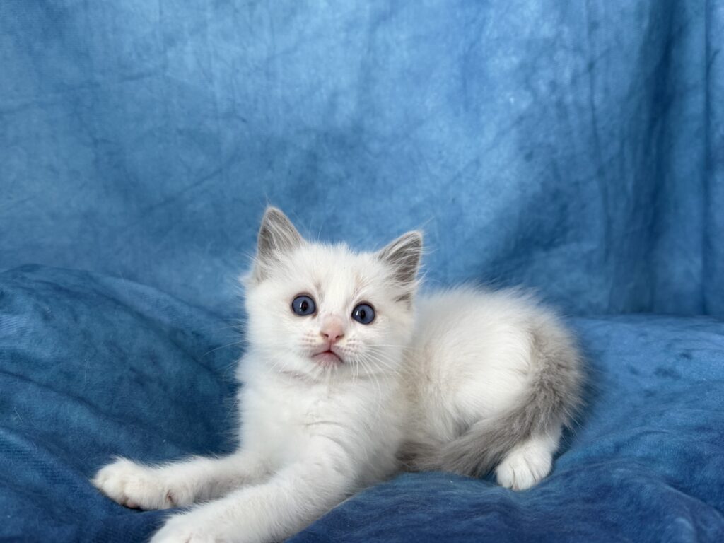 Ragdollkittens.co.uk