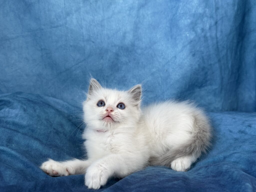 Ragdollkittens.co.uk