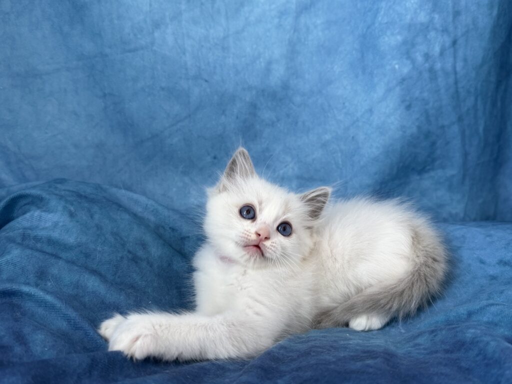 Ragdollkittens.co.uk