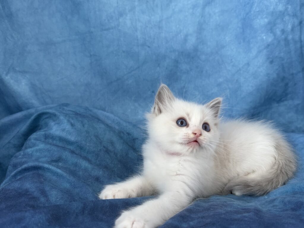 Ragdollkittens.co.uk