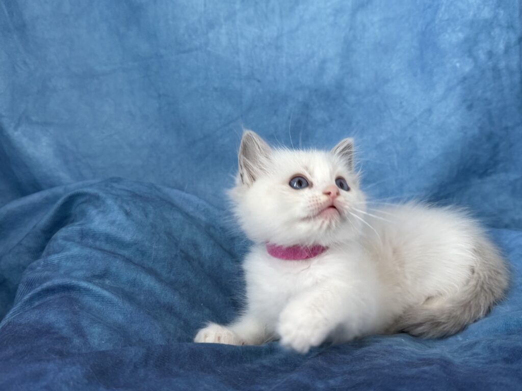 Ragdollkittens.co.uk