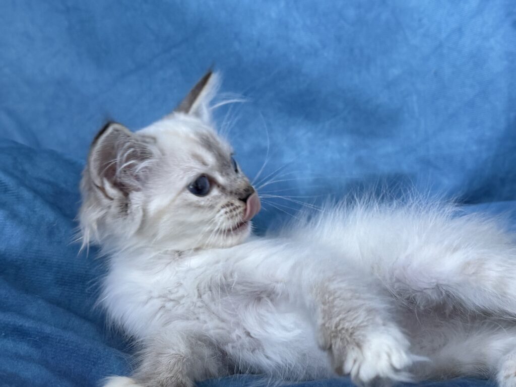 Ragdollkittens.co.uk