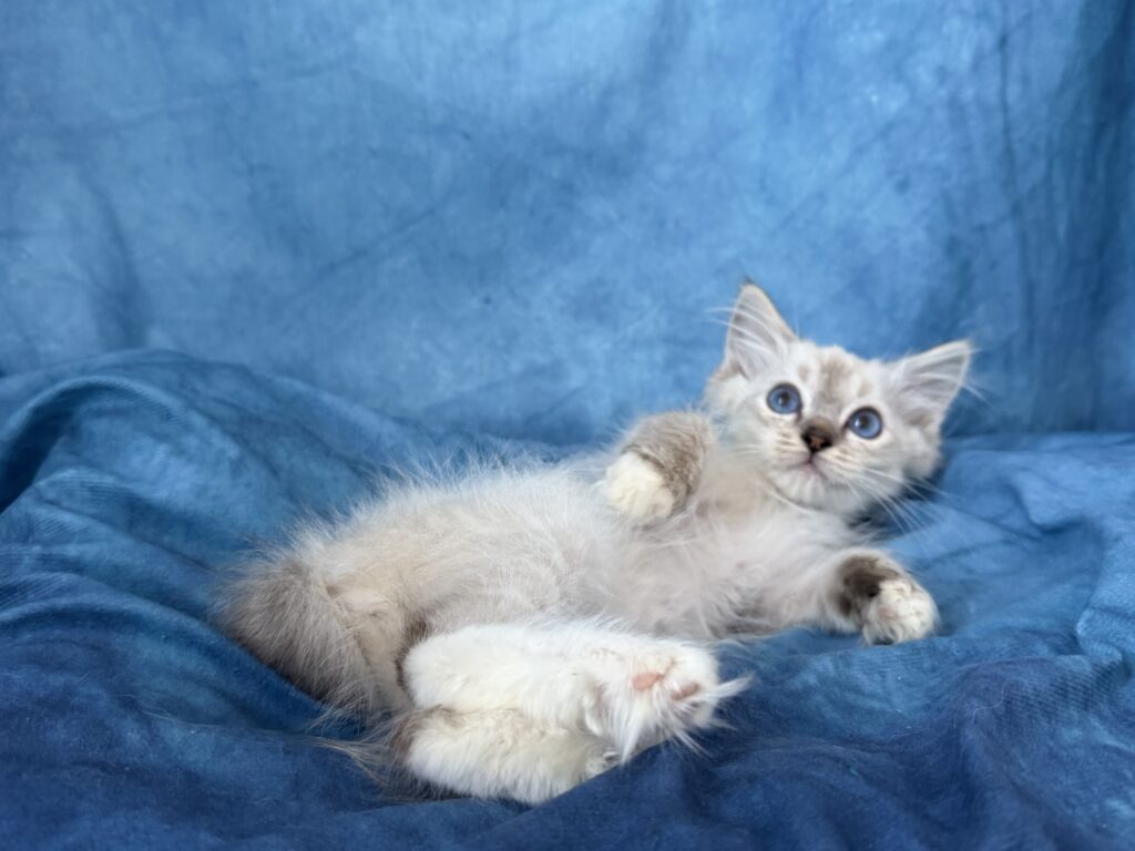 Ragdollkittens.co.uk