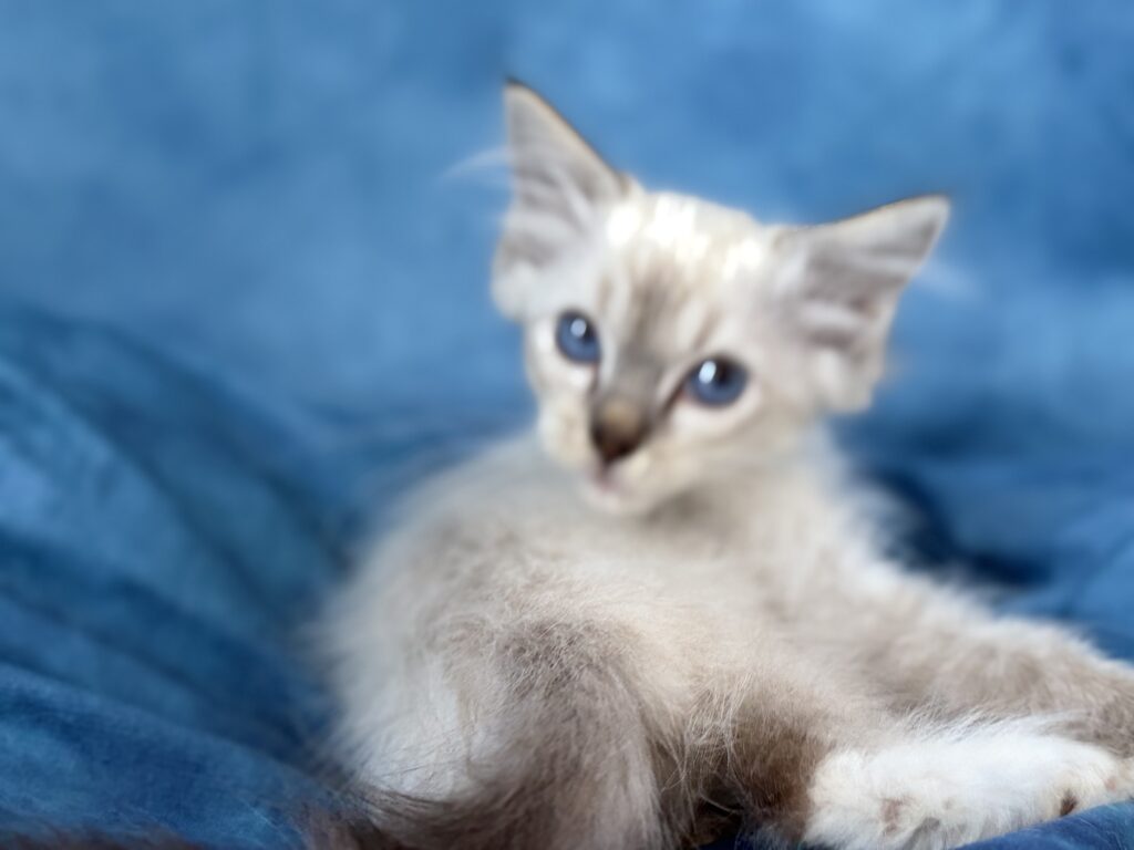Ragdollkittens.co.uk