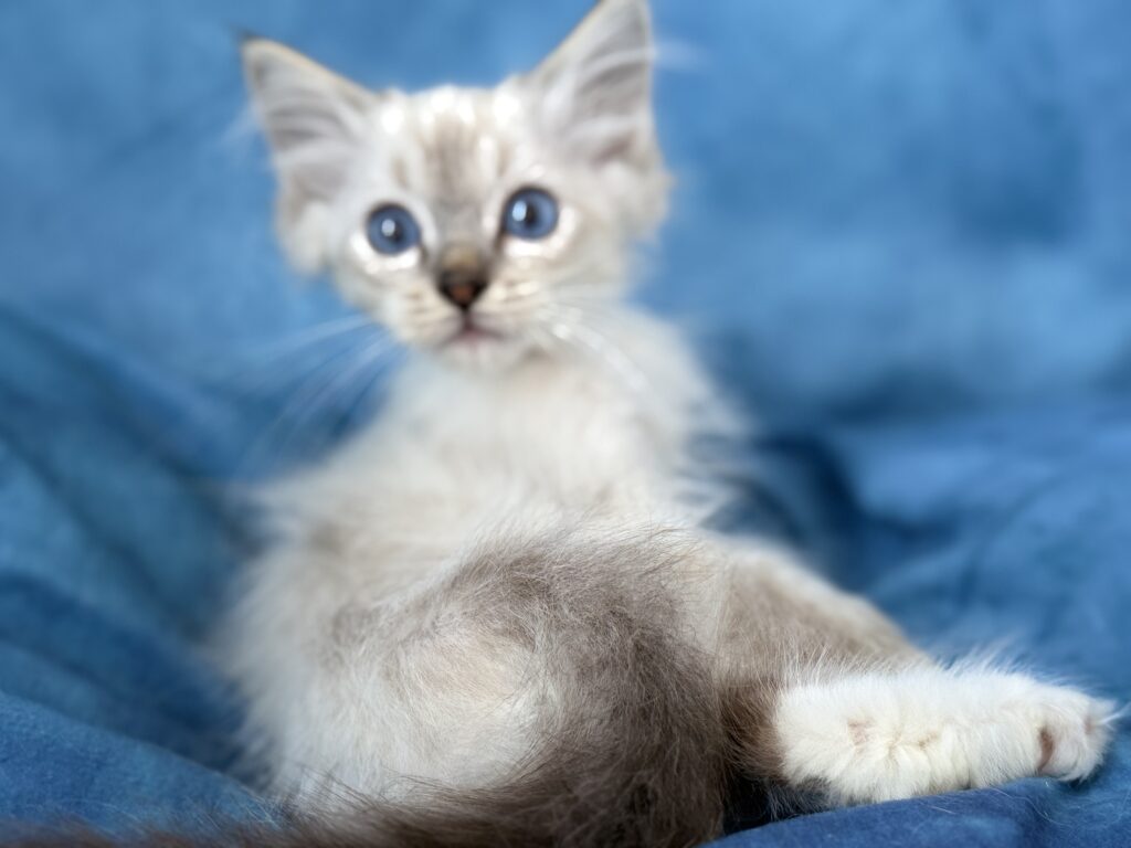 Ragdollkittens.co.uk
