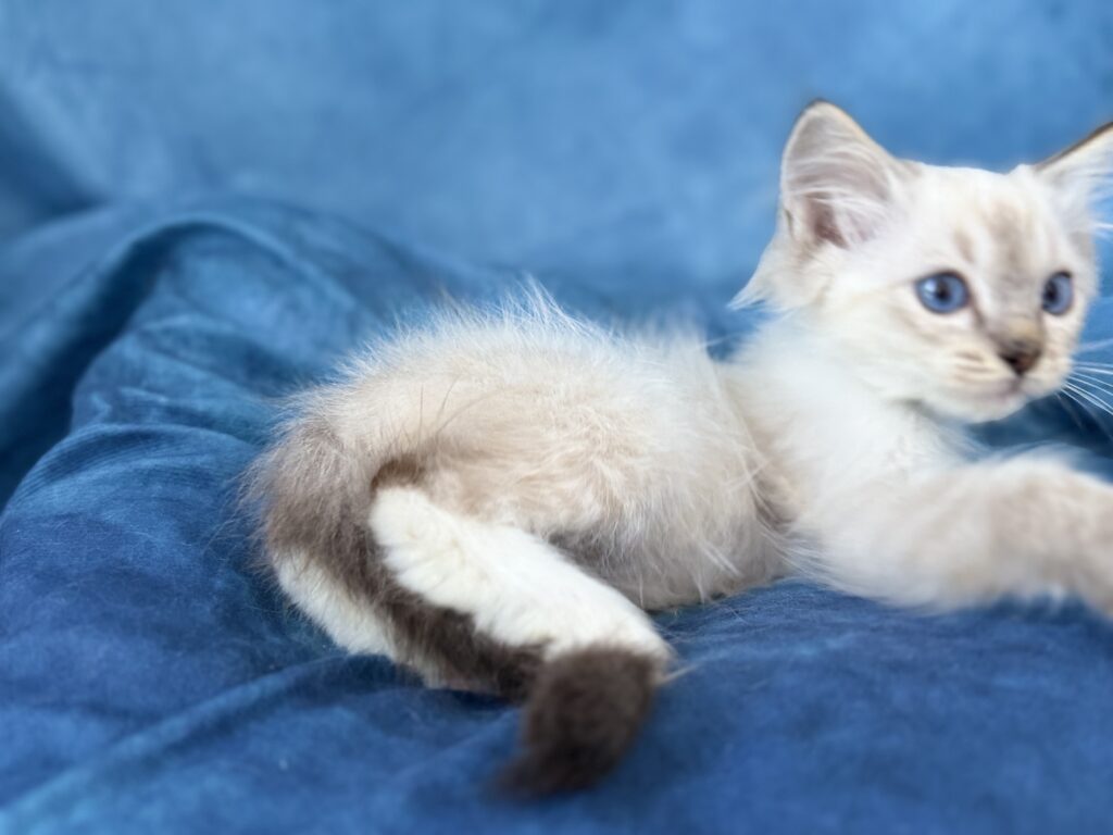 Ragdollkittens.co.uk
