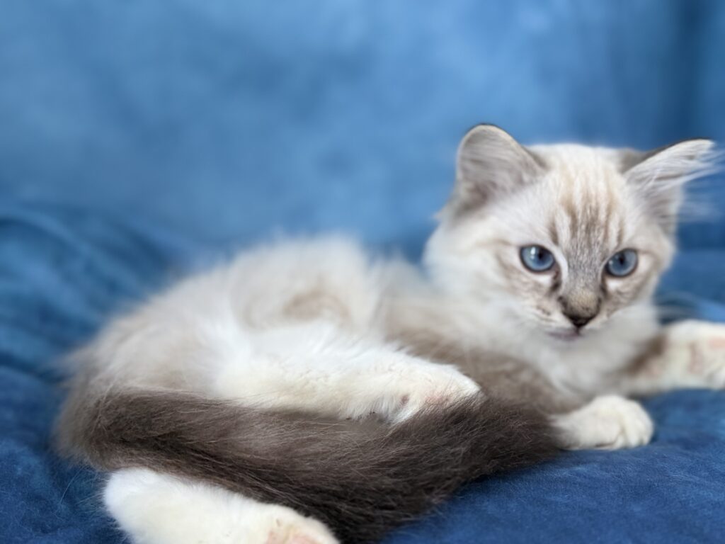 Ragdollkittens.co.uk