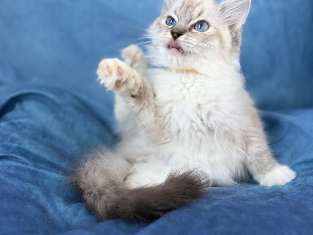 Ragdollkittens.co.uk