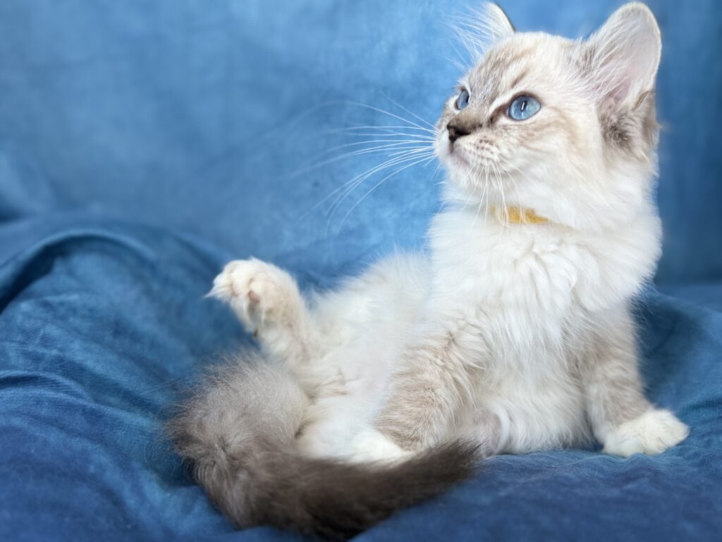 Ragdollkittens.co.uk