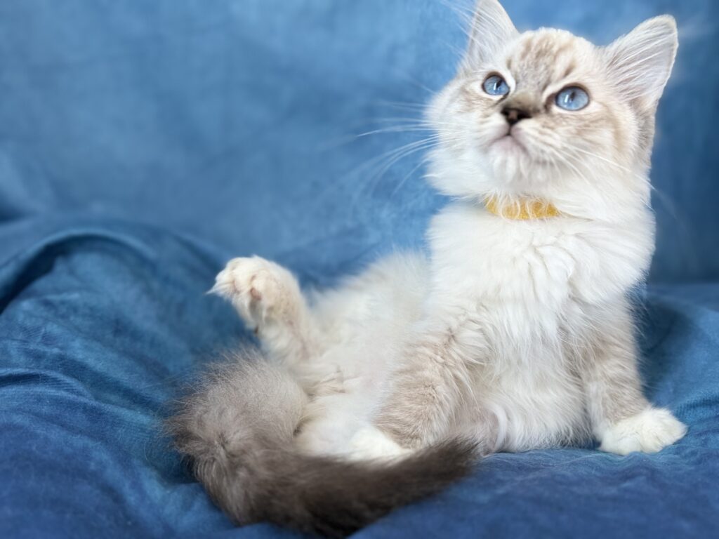 Ragdollkittens.co.uk