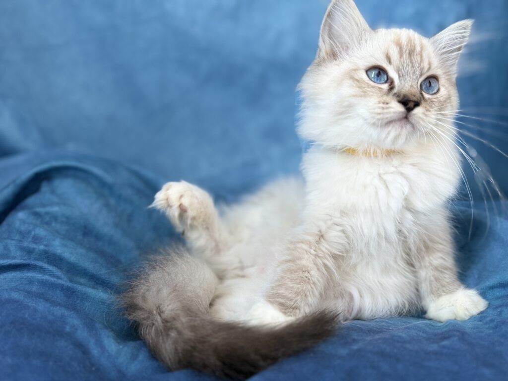 Ragdollkittens.co.uk