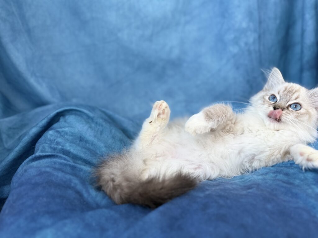 Ragdollkittens.co.uk